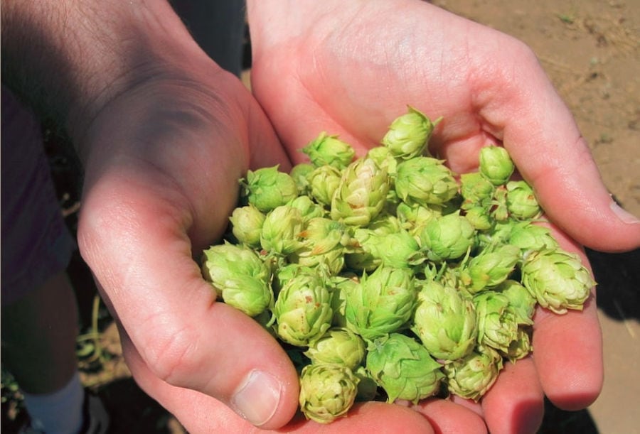 man holding barley corns and showing to camera at 'Kefalonian Beer'
